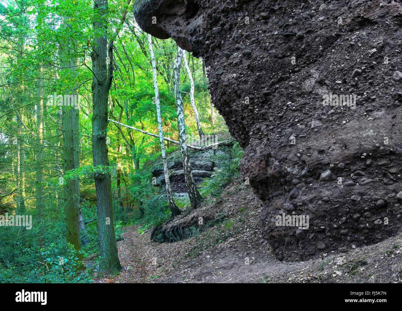 Affioramenti Geologici in un bosco vicino a Nideggen Mausauel, in Germania, in Renania settentrionale-Vestfalia, Nordeifel Foto Stock