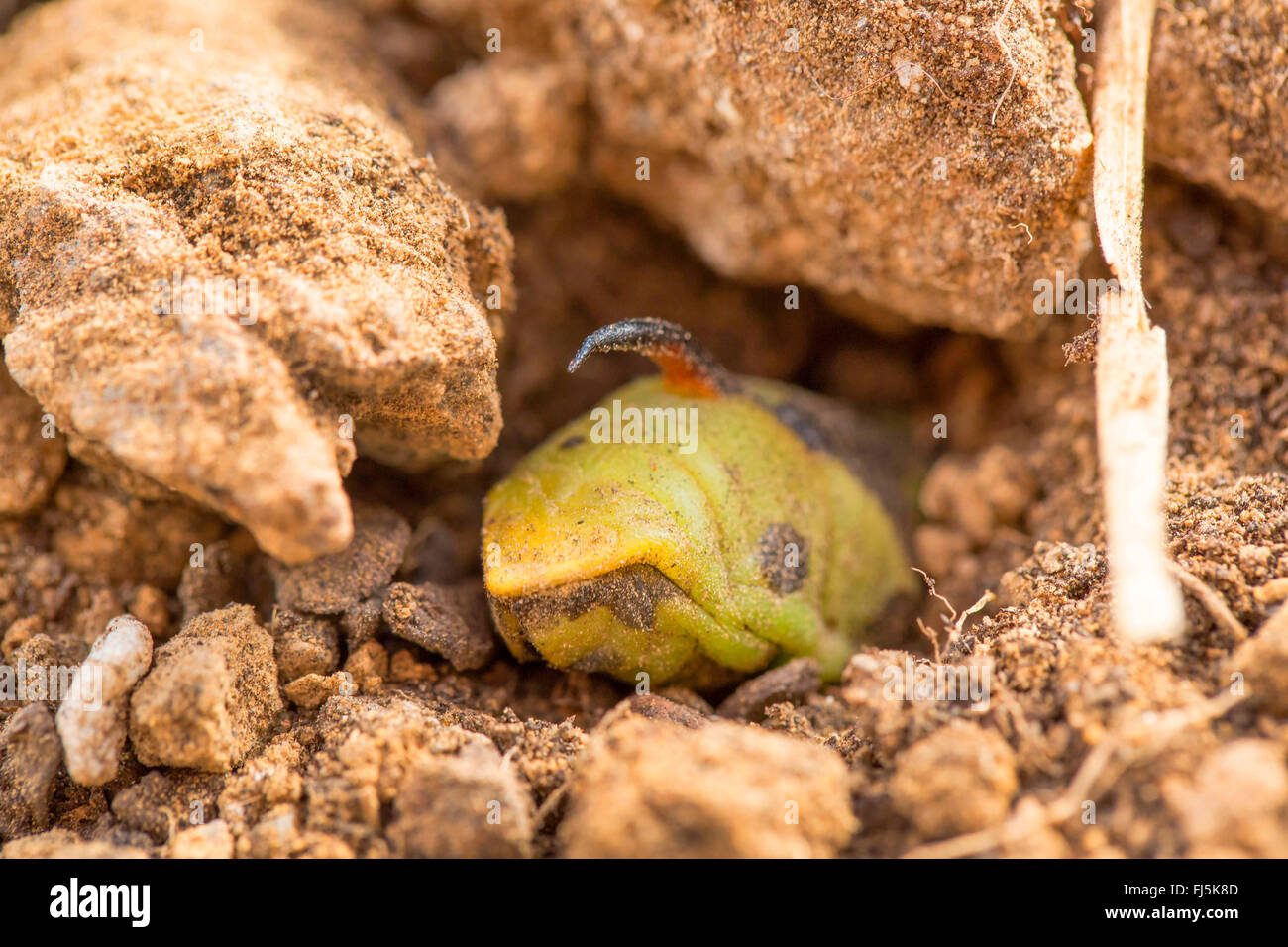 Convolvulus hawkmoth, gloria di mattina sphinx moth (Agrius convolvuli, Herse convolvuli Sphinx convolvuli), Caterpillar quasi completamente scavati nel terreno per pupation, in Germania, in Baviera Foto Stock