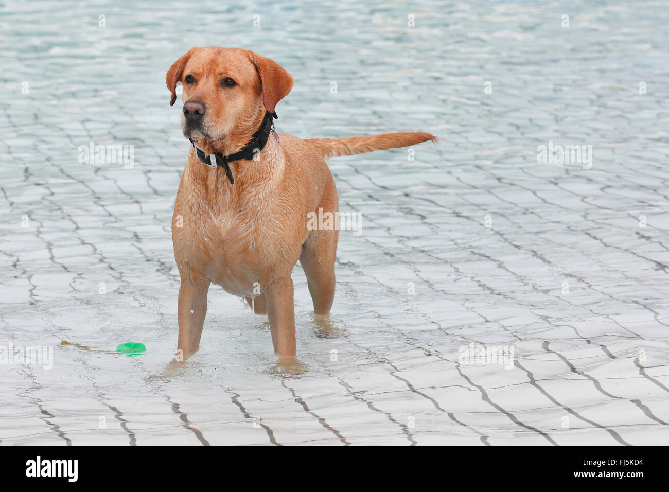 Il Labrador Retriever (Canis lupus f. familiaris), cane maschio permanente al cane nuotare nella piscina , Germania Foto Stock