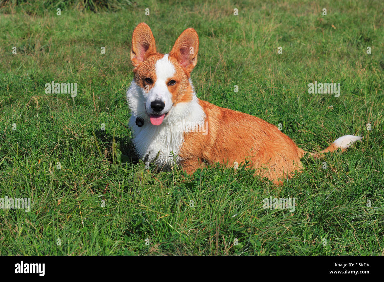 Welsh Corgi Cardigan (Canis lupus f. familiaris), sei mesi vecchio cane maschio seduto in un prato, Germania Foto Stock