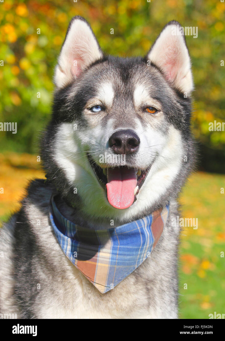 Razza cane (Canis lupus f. familiaris), Siberian Husky di razza mista, ritratto, Germania Foto Stock