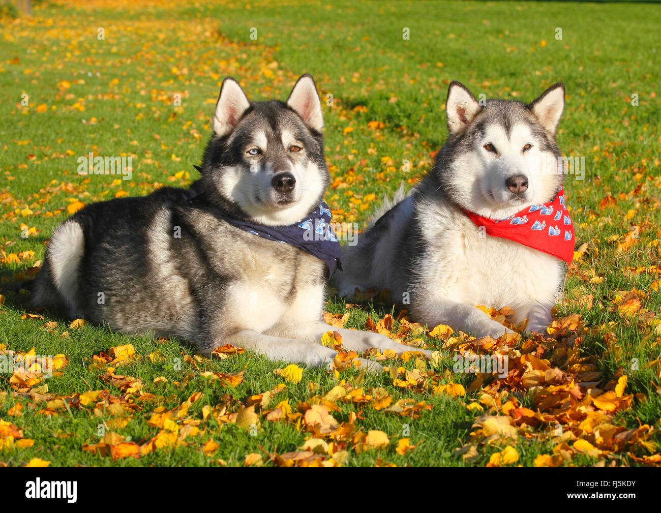 Alaskan Malamute (Canis lupus f. familiaris), Siberian Husky Malamute razza mista e Alaskan Malamute giacente in un prato con foglie di autunno, Germania Foto Stock