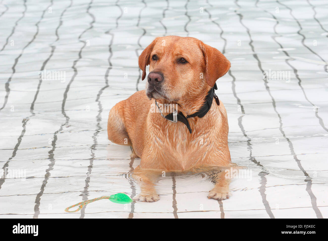 Il Labrador Retriever (Canis lupus f. familiaris), cane maschio giacente in corrispondenza di cane nuotare nella piscina , Germania Foto Stock