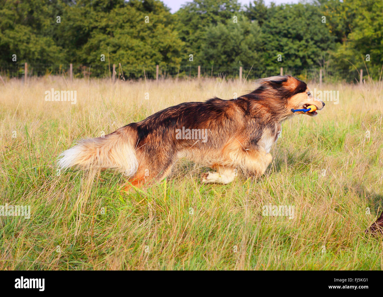 Razza cane (Canis lupus f. familiaris), tre anni Siberian Husky Malamute razza corre in un prato, Germania Foto Stock