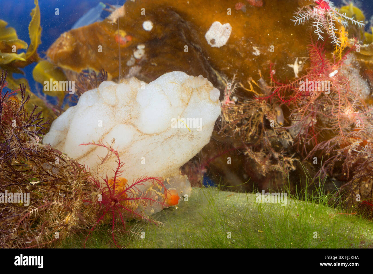 Mare bianco-squirt, mare bianco squirt (Phallusia mammillata, Ascidia mammillata), su una pietra sul terreno Foto Stock