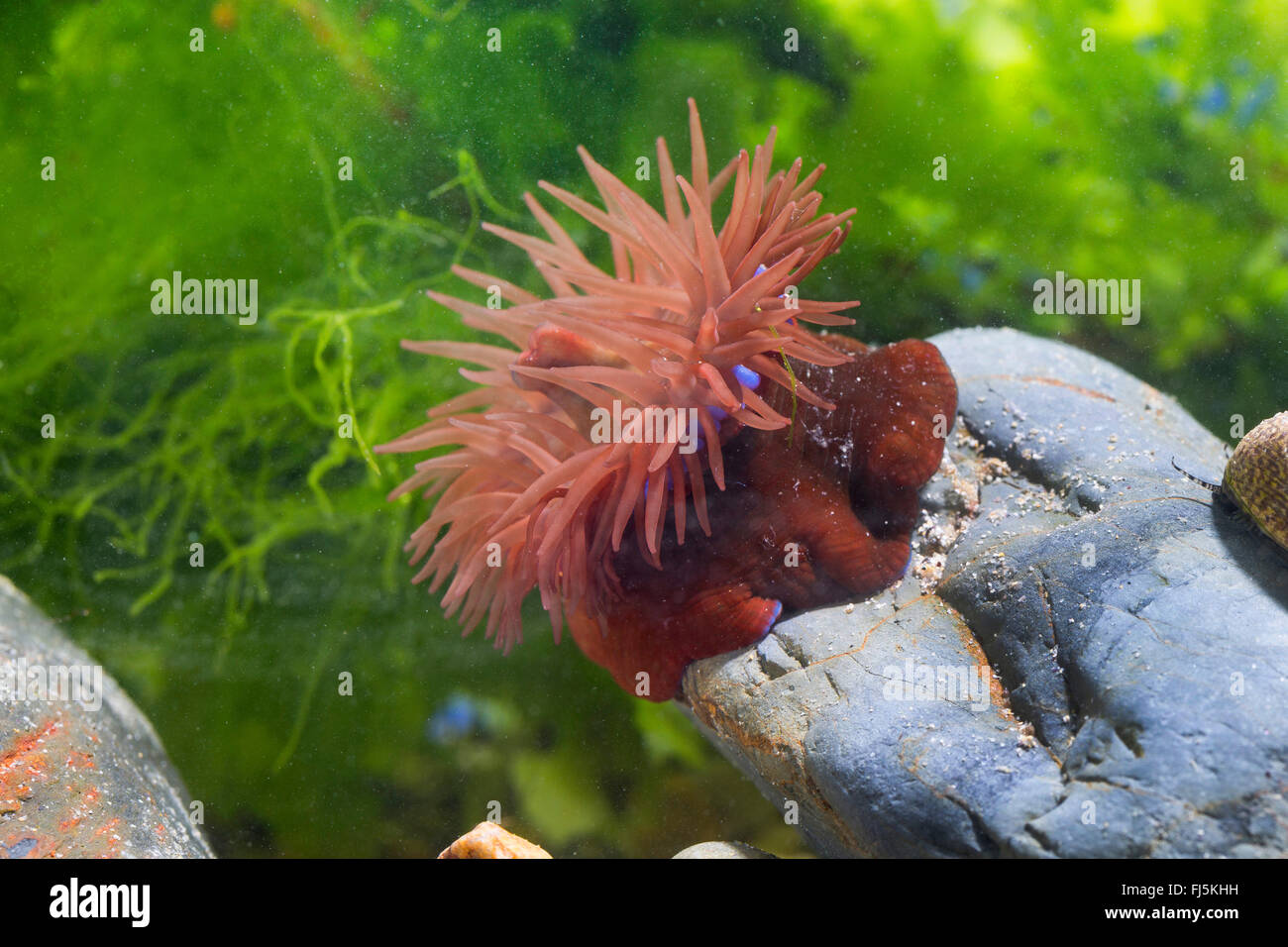 Beadlet anemone, Red sea anemone, prugna anemone, Beadlet-(anemone Actinia equina), su una pietra Foto Stock