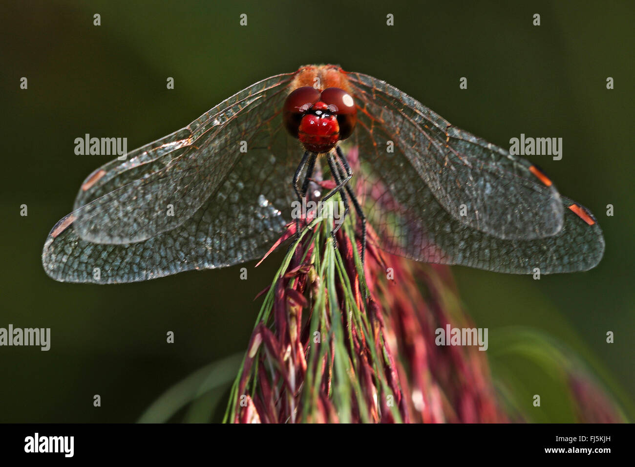 Ruddy sympetrum, Rubicondo darter (Sympetrum sanguineum), vista frontale, con ali appeso su un impianto, Germania Foto Stock