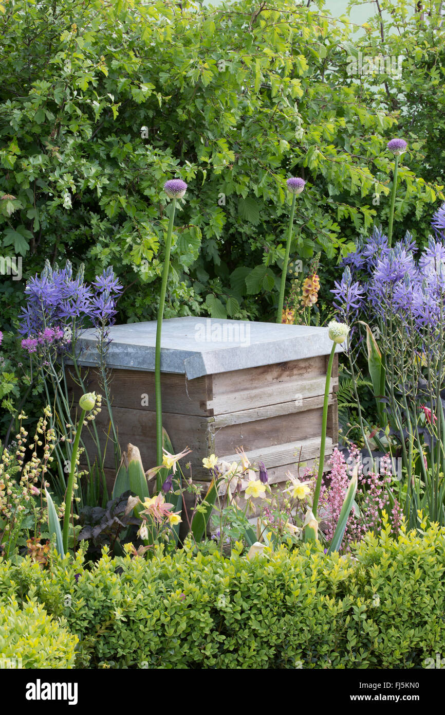 Wildlife Garden friendly piccolo giardino urbano con alveare in un letto di fiori per le api che piantano di Alliums - Camassia leichtlinii Inghilterra GB UK Foto Stock