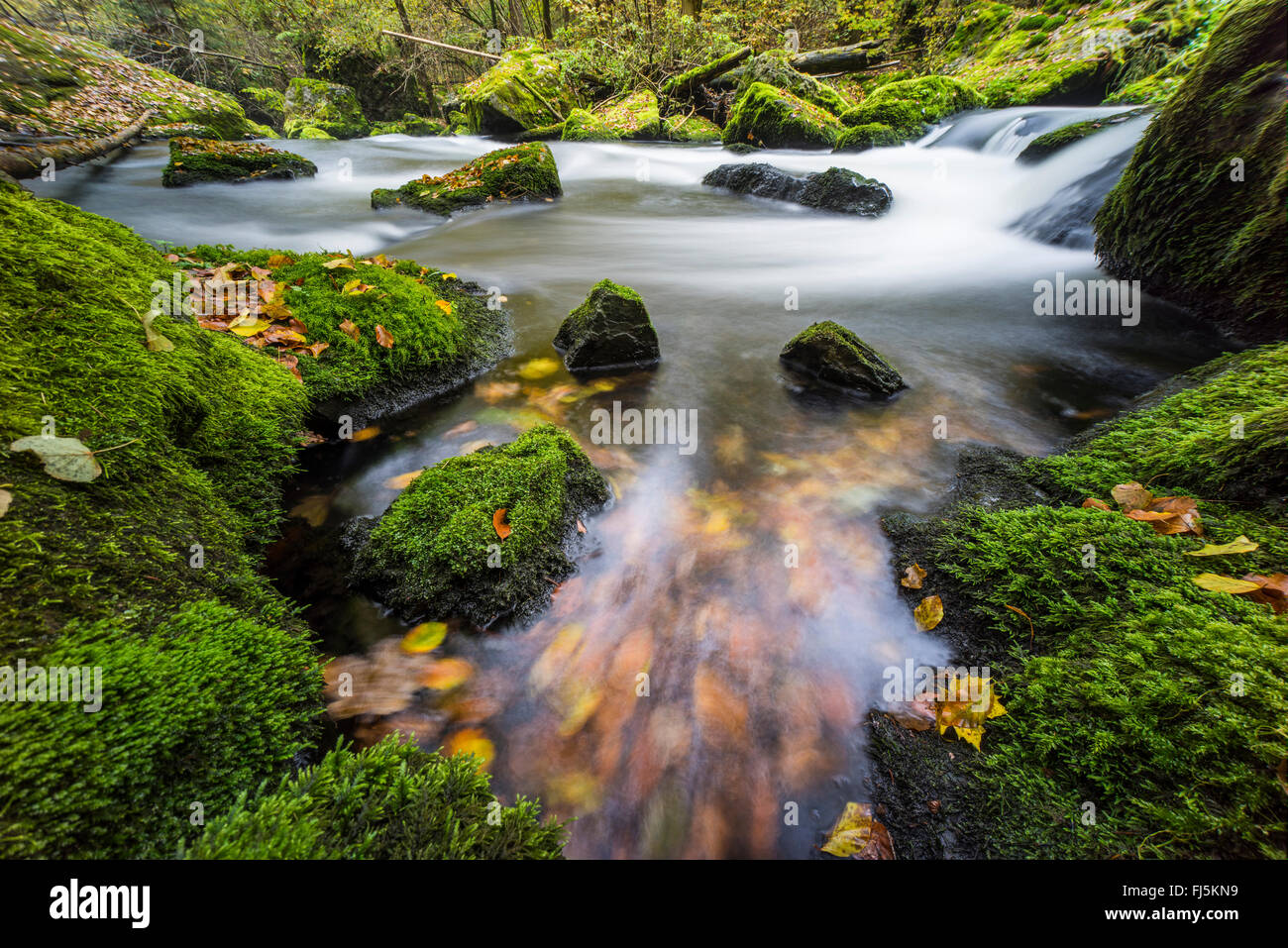 Brook in autunno, in Germania, in Sassonia, Vogtlaendische Schweiz, Triebtal Foto Stock