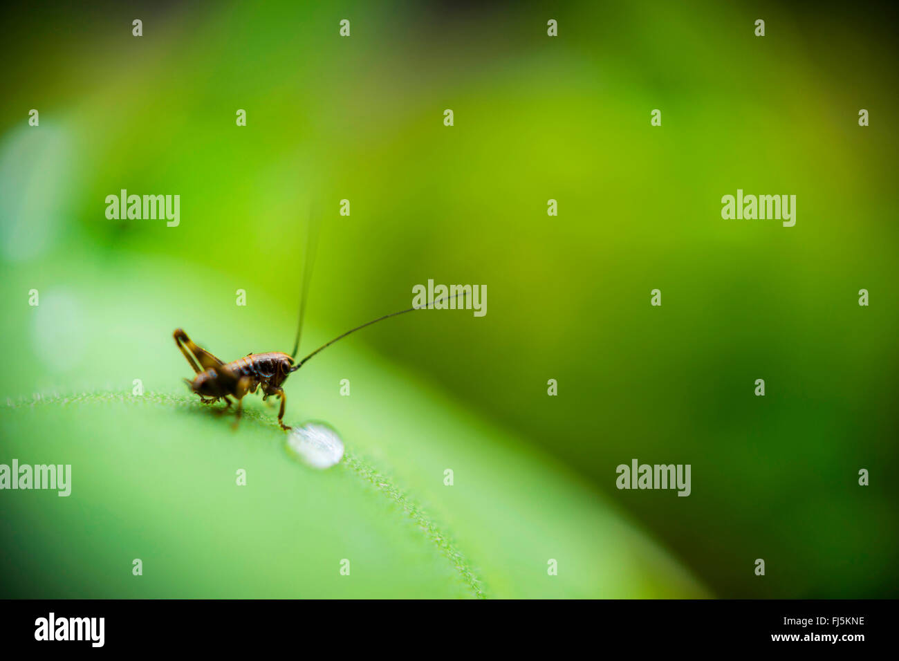 Locust su una foglia con una goccia di acqua, Germania, Sassonia Foto Stock