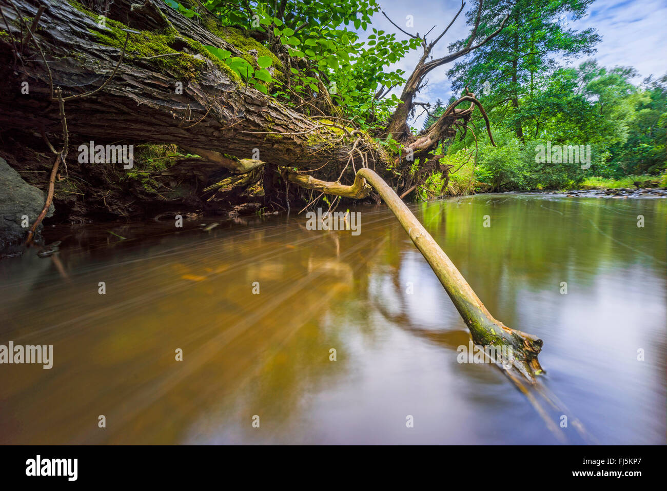Albero caduto alla riva del lago, in Germania, in Sassonia, Vogtlaendische Schweiz, Triebtal Foto Stock