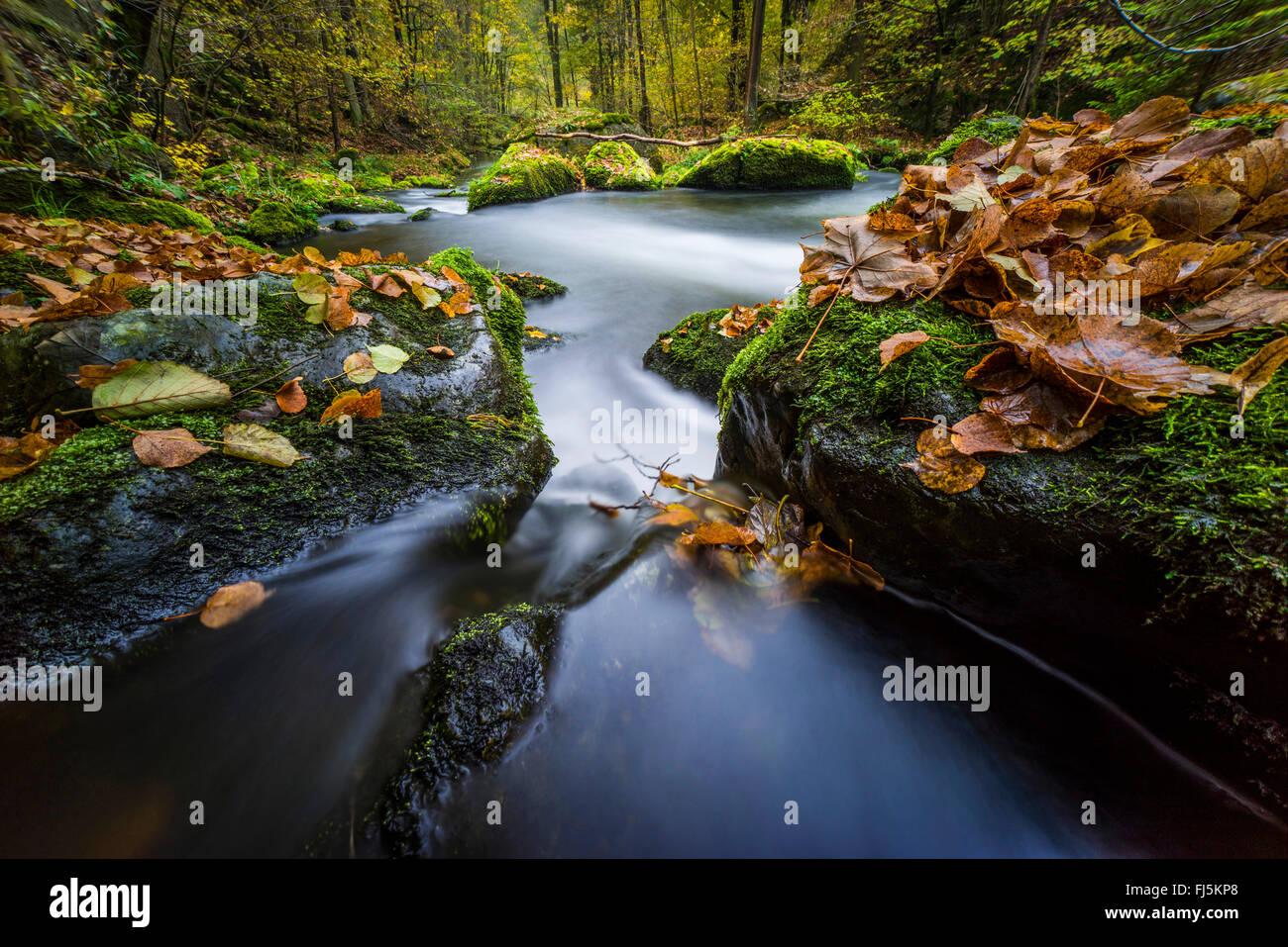 Brook in autunno, in Germania, in Sassonia, Vogtlaendische Schweiz, Triebtal Foto Stock