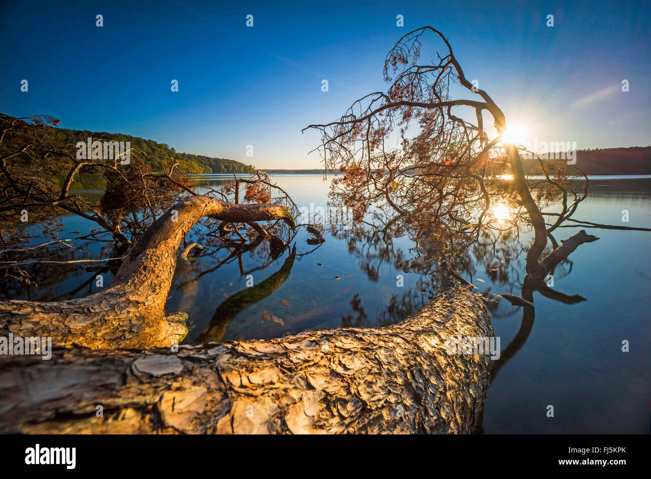 Albero caduto a riva del lago in controluce, la Germania, il Land Brandeburgo, Stechlin, Neuglobsow Foto Stock