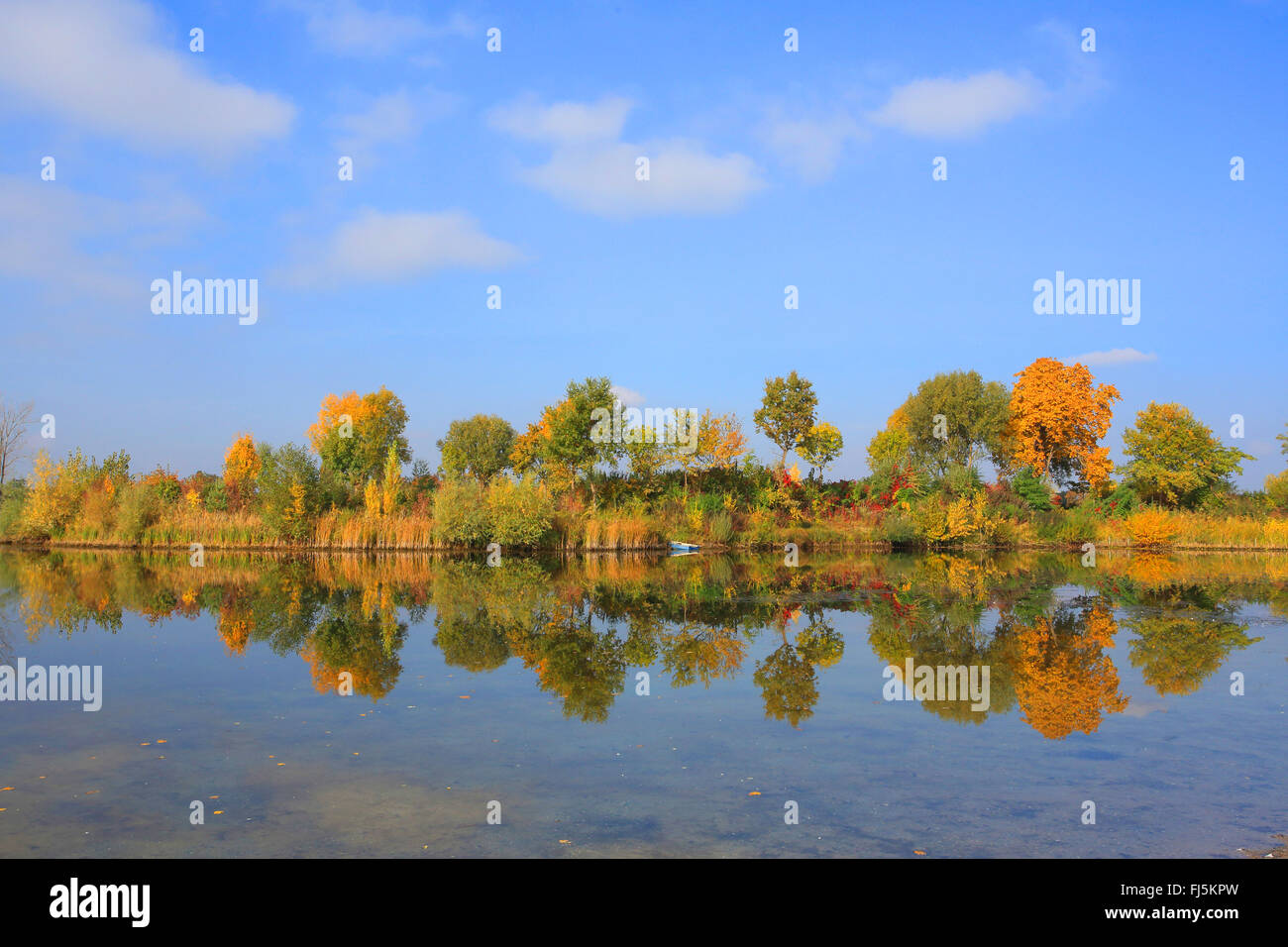 Aspen, Pioppo (Populus spec.), foodplain foresta in collezione autunno al fiume Reno, GERMANIA Baden-Wuerttemberg, Mannheim Foto Stock