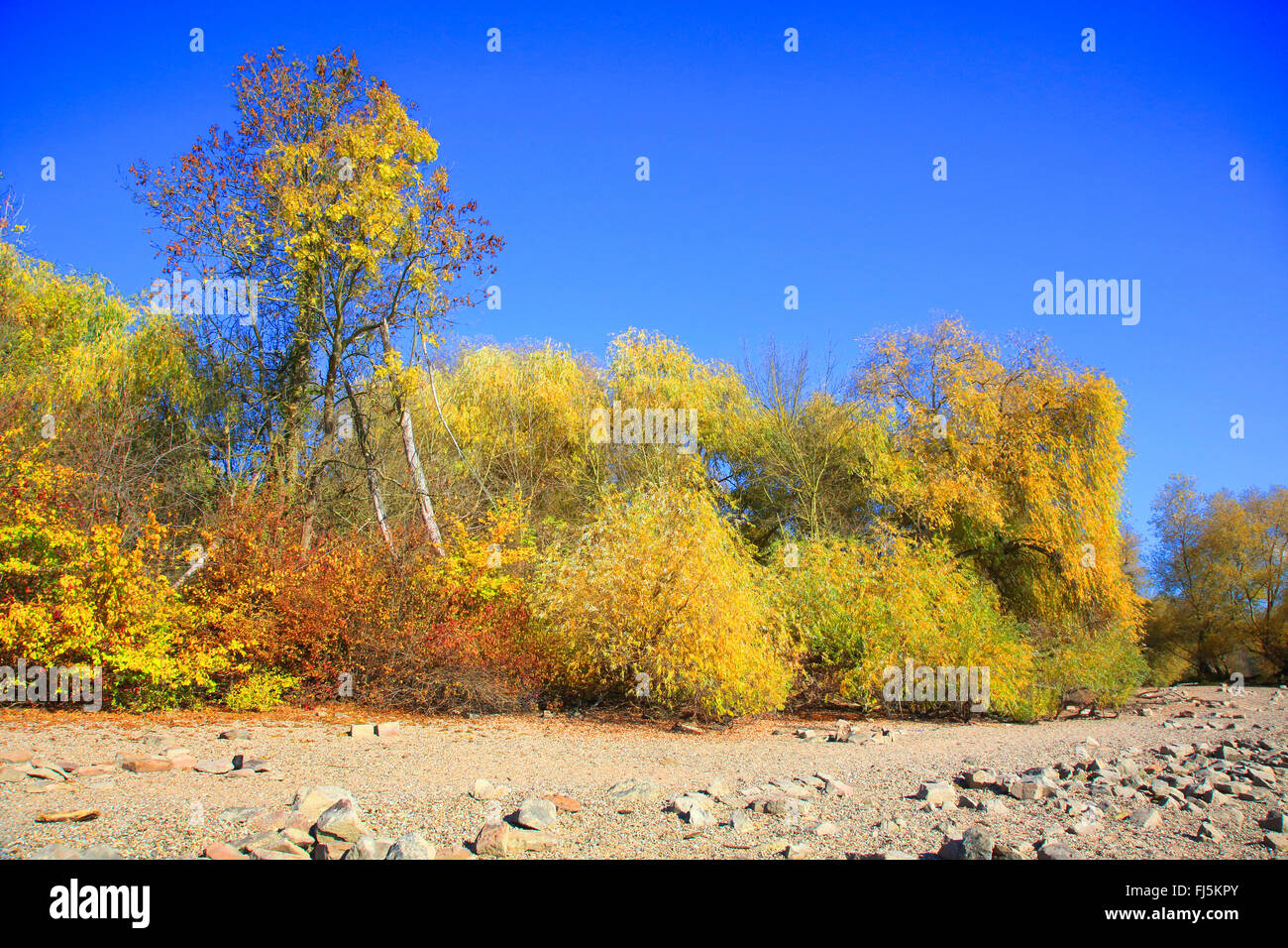 Floodplain forest al fiume Reno con un basso livello di acqua, GERMANIA Baden-Wuerttemberg, Mannheim Foto Stock