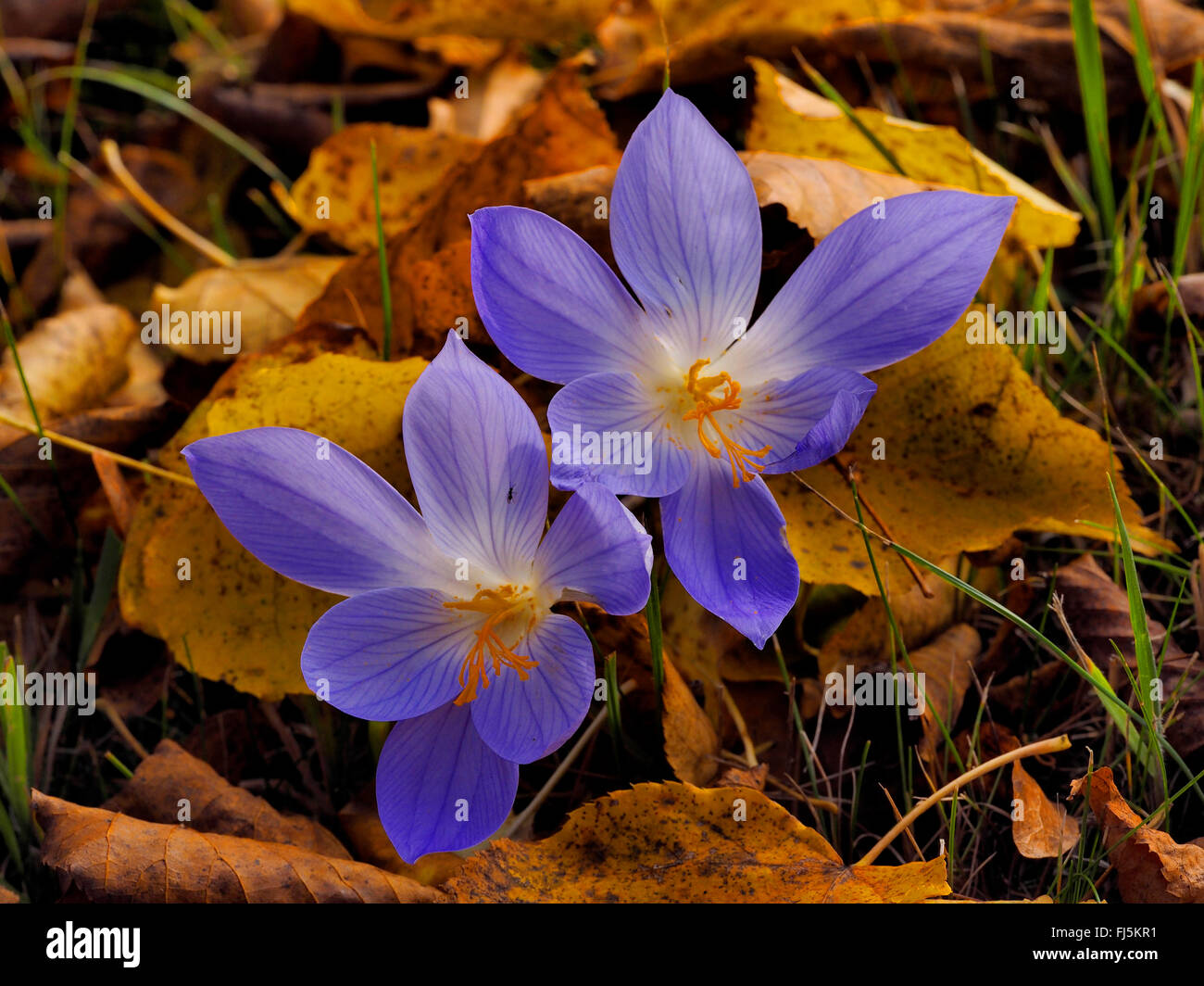 Il croco d'autunno, Bieberstein's crocus (Crocus speciosus), fioritura, Germania, Sassonia Foto Stock