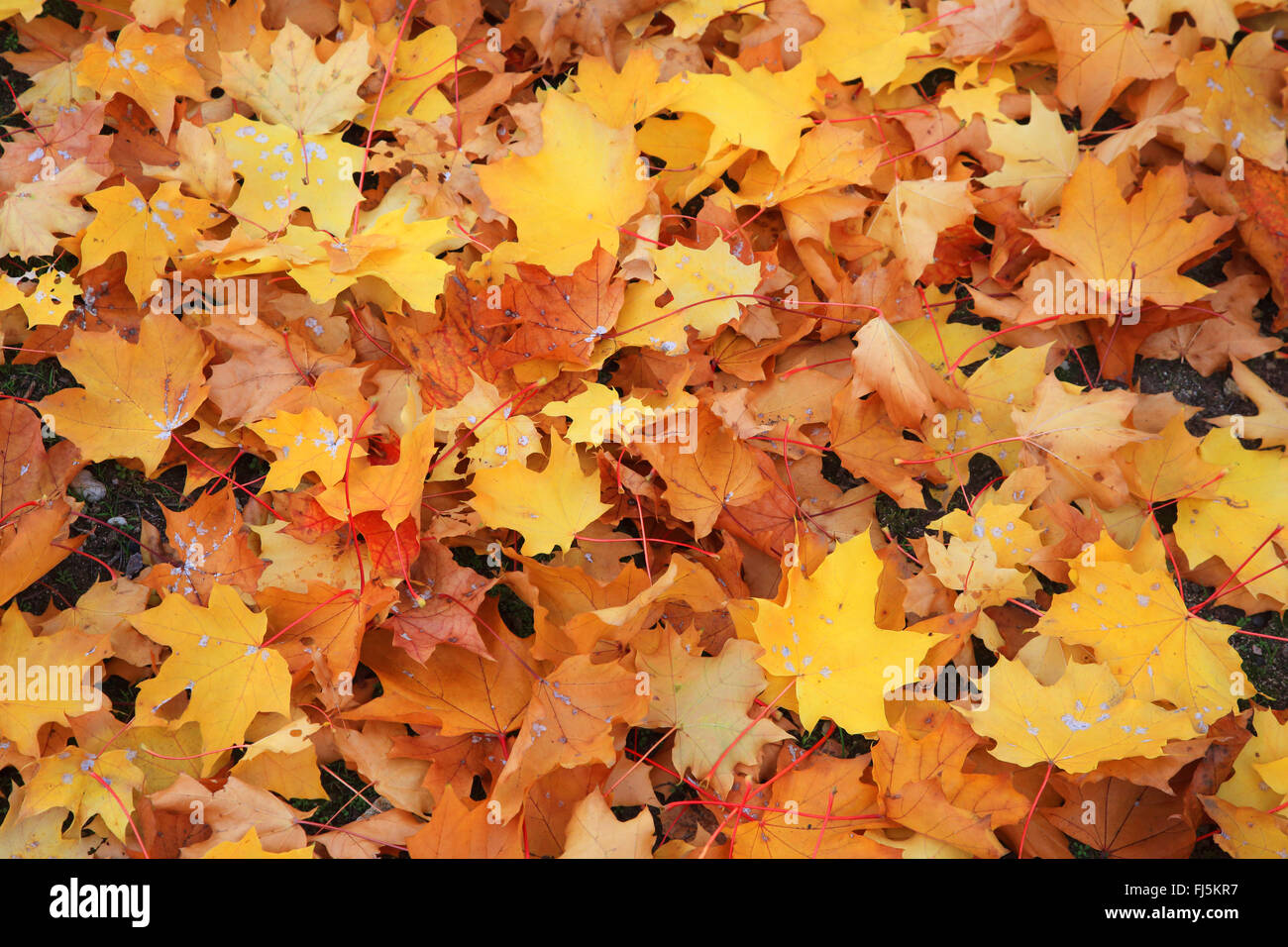 Maple (Acer spec.), foglie di acero, Germania Foto Stock