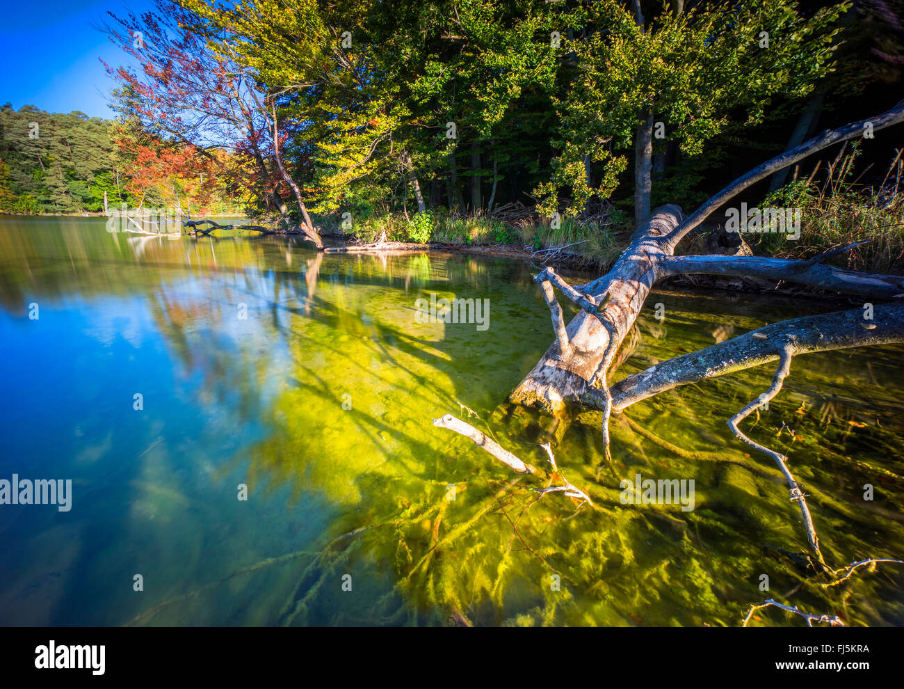 Lake Shore con la caduta di alberi in controluce, la Germania, il Land Brandeburgo, Stechlin, Neuglobsow Foto Stock