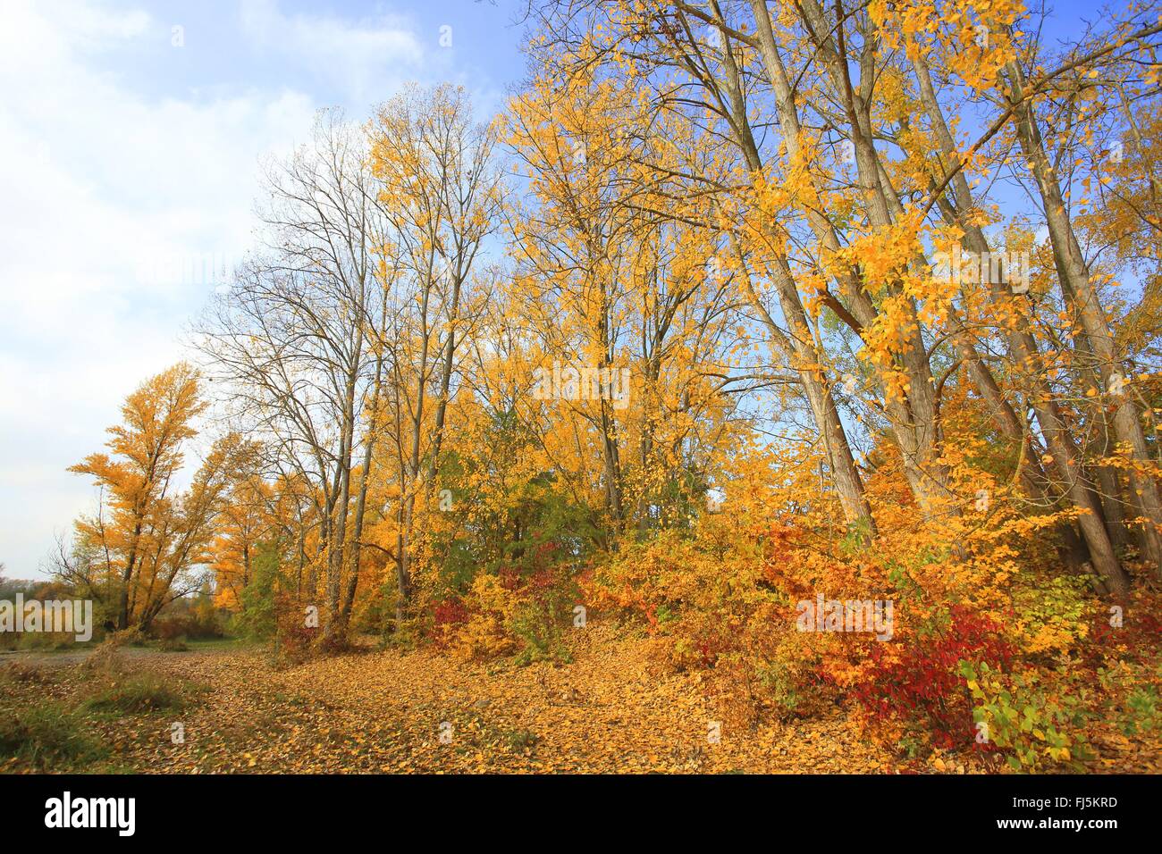 Aspen, Pioppo (Populus spec.), foodplain foresta in collezione autunno al fiume Reno, GERMANIA Baden-Wuerttemberg, Mannheim Foto Stock