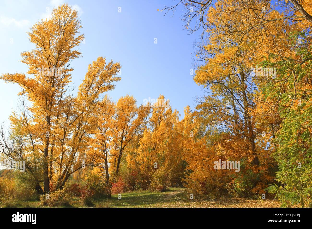 Aspen, Pioppo (Populus spec.), foodplain foresta in collezione autunno al fiume Reno, GERMANIA Baden-Wuerttemberg, Mannheim Foto Stock