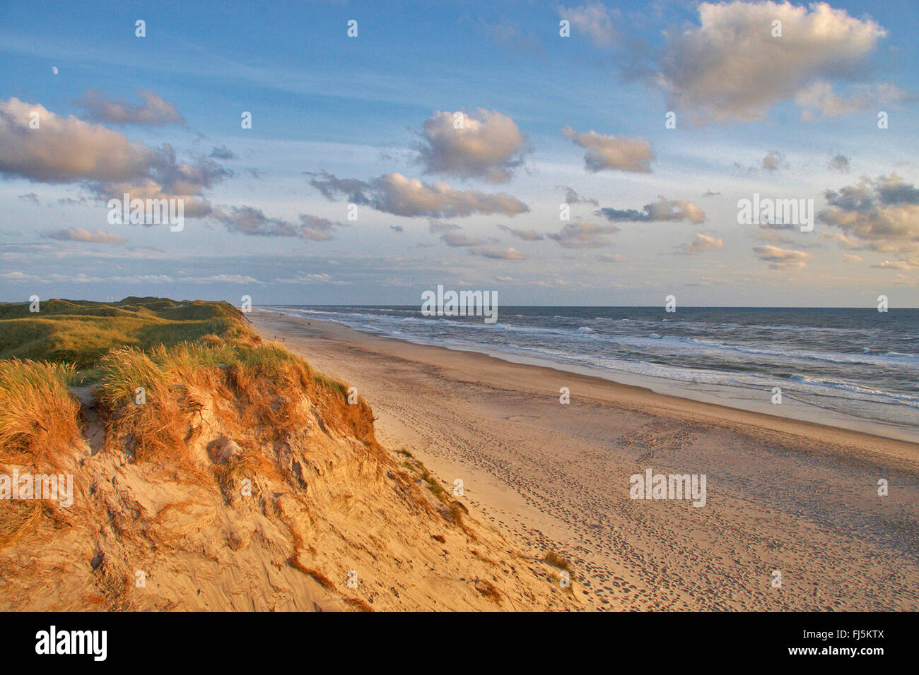 Dune e spiaggia di sabbia del mare del Nord in serata, Danimarca Foto Stock