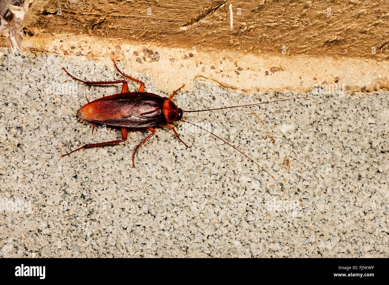 Scarafaggi (Blattodea), scarafaggio su una facciata, Nuova Caledonia, Ile des Pins Foto Stock