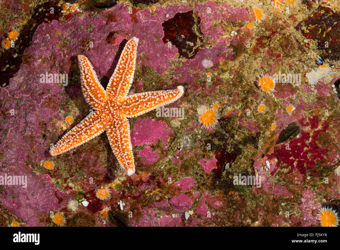 Starfish comune, politica europea comune in materia di seastar (Asterias rubens), presso il reef Foto Stock