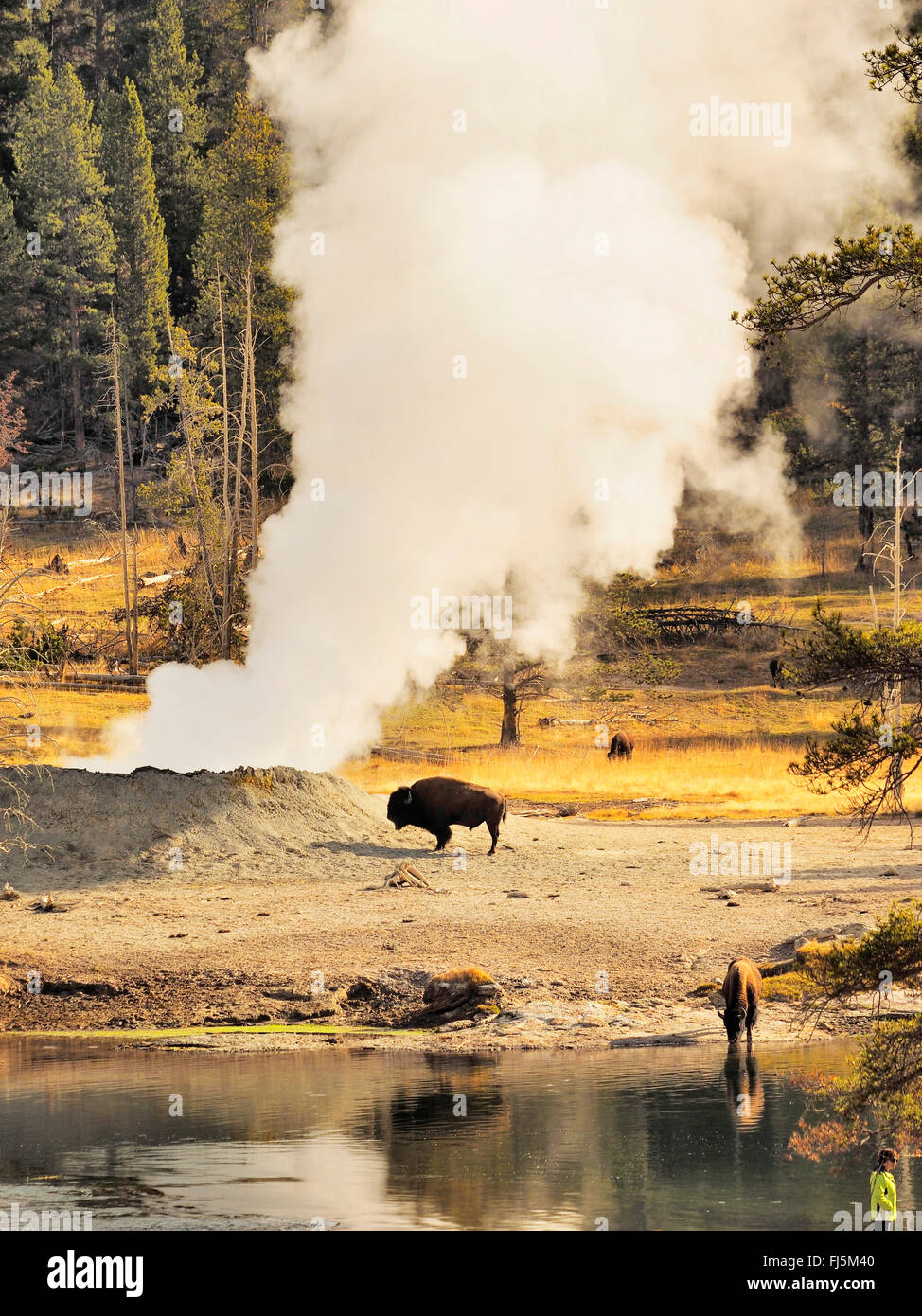 Bisonti americani, Buffalo (Bison bison), bufali di fronte hot springs, STATI UNITI D'AMERICA, Wyoming Yellowstone National Park, West Thumb Geysir Basin Foto Stock