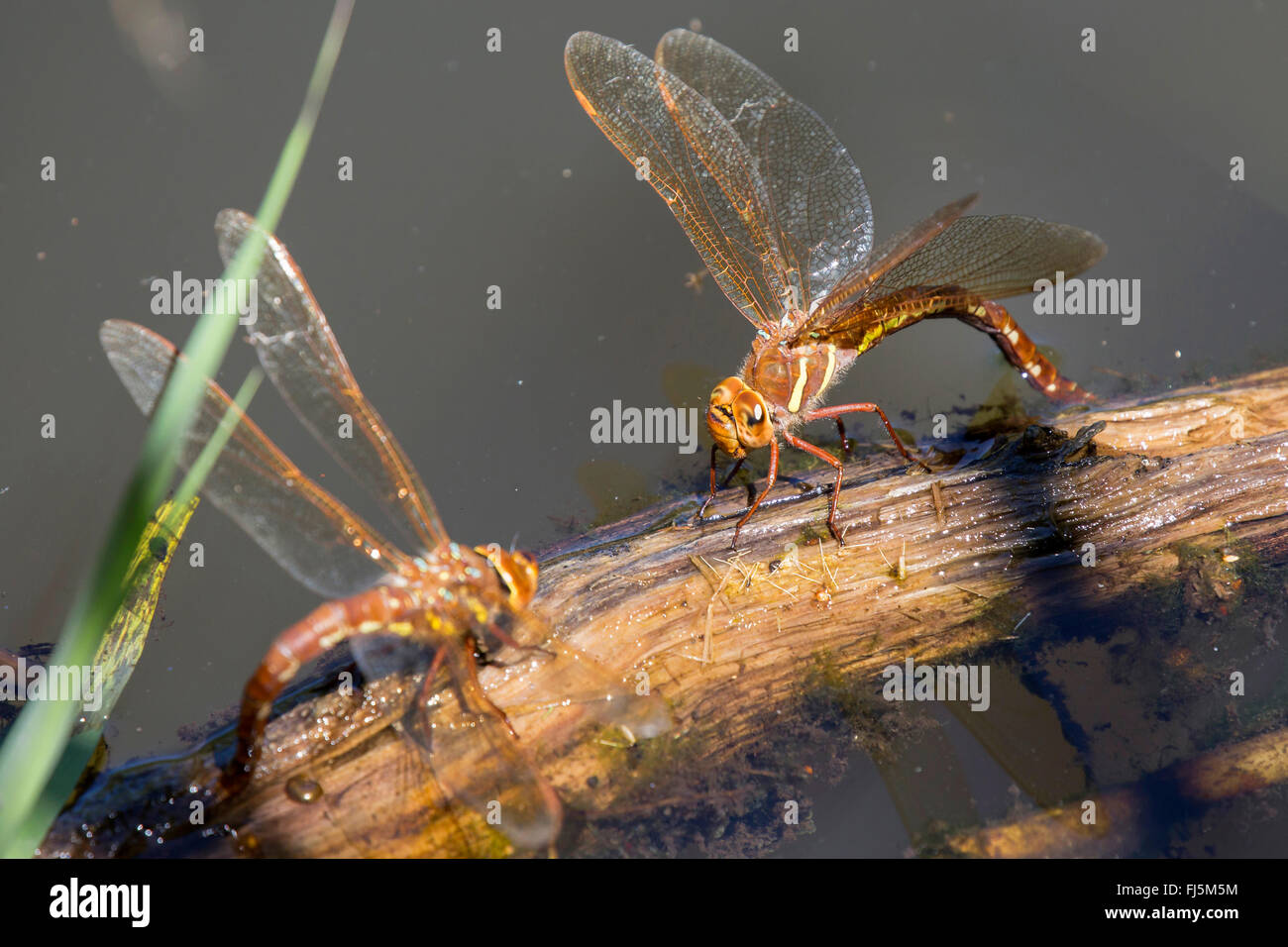 Aeshna marrone, marrone hawker, grande libellula (Aeshna grandis), femmine deposizione delle uova, in Germania, in Baviera Foto Stock