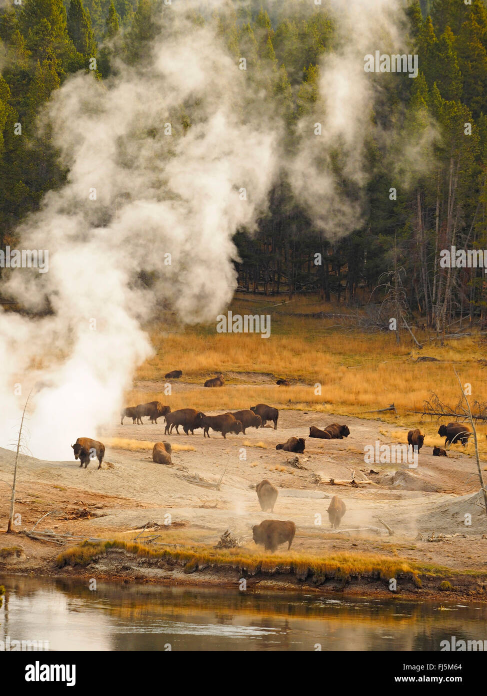 Bisonti americani, Buffalo (Bison bison), la mandria di bufali di fronte hot springs, STATI UNITI D'AMERICA, Wyoming Yellowstone National Park, West Thumb Geysir Basin Foto Stock