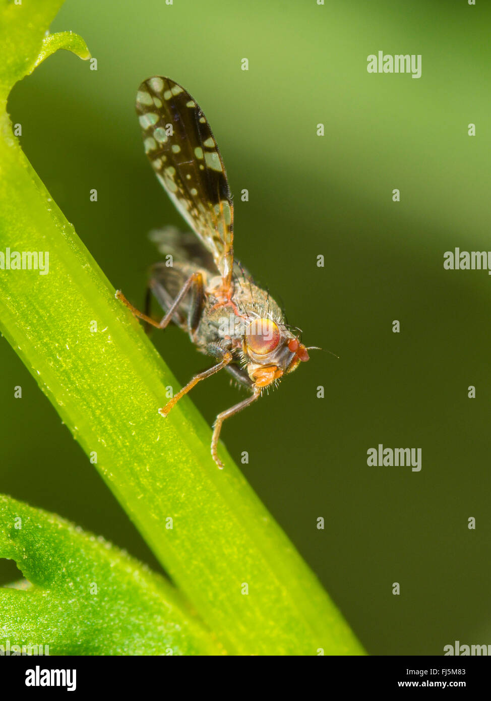 Tephritid fly (Tephritis neesii), ala a sventolare a maschio per Margherita occhio di bue (Leucanthemum vulgare), Germania Foto Stock