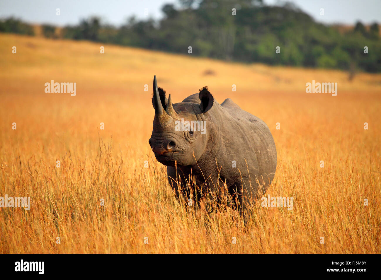 Rinoceronte nero, agganciato a labbro rinoceronte, sfoglia rinoceronte (Diceros simum), in piedi sul essiccato erba alta, Kenia Masai Mara National Park Foto Stock
