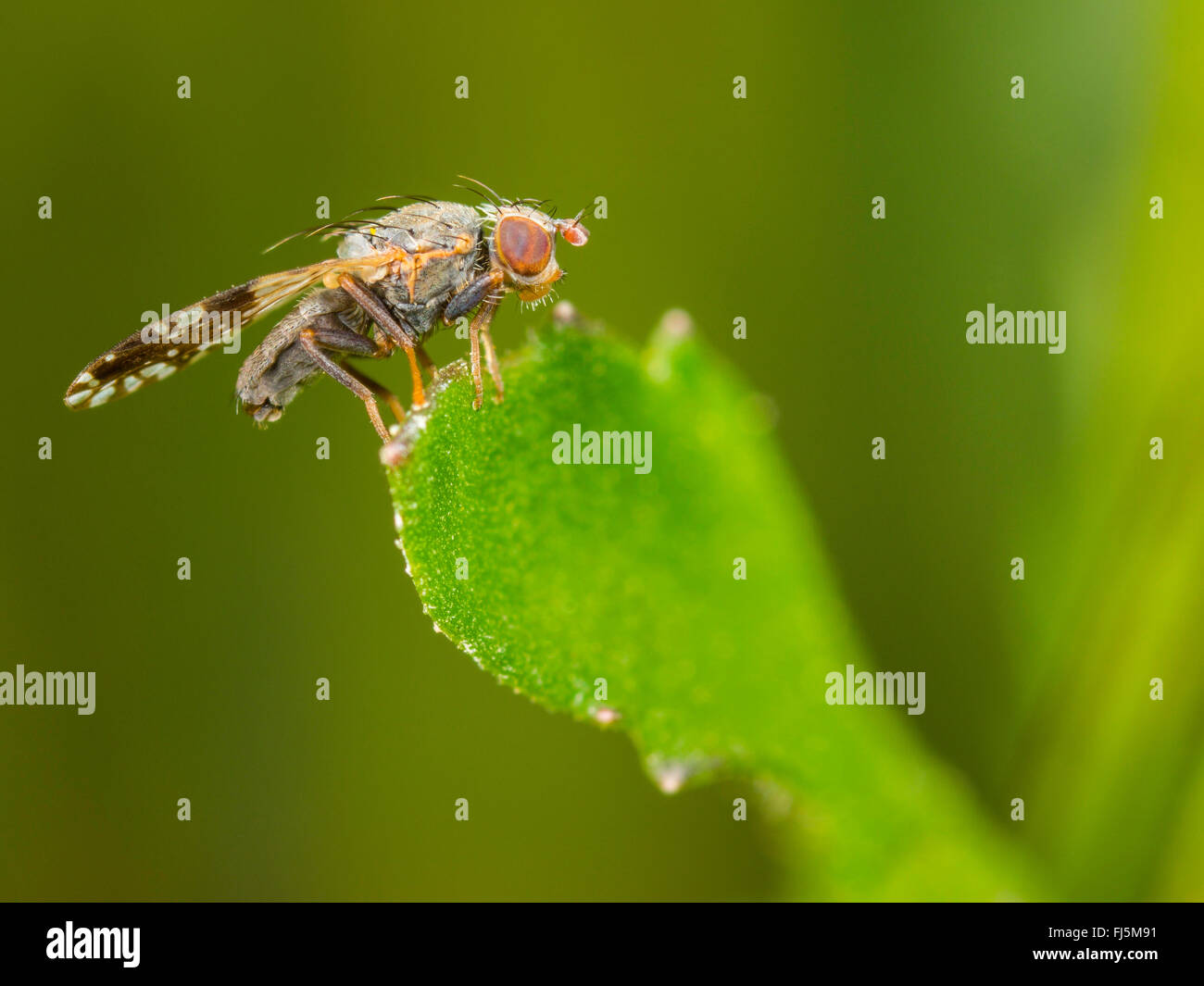 Tephritid fly (Tephritis neesii), maschio su Margherita occhio di bue (Leucanthemum vulgare), Germania Foto Stock