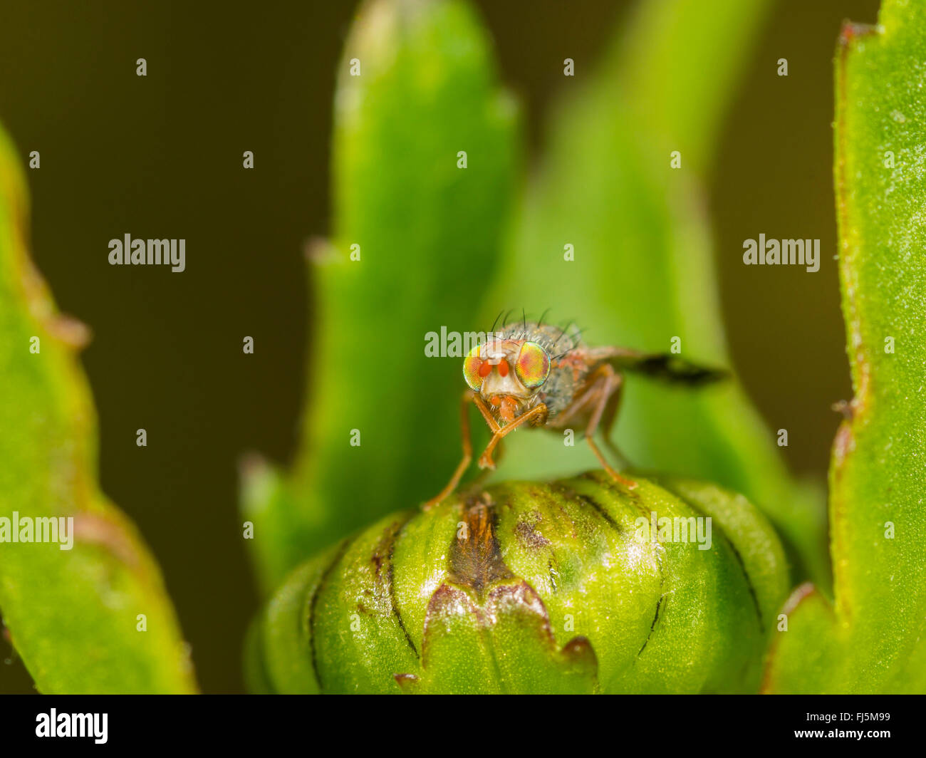 Tephritid fly (Tephritis neesii), maschio su Margherita occhio di bue (Leucanthemum vulgare), Germania Foto Stock