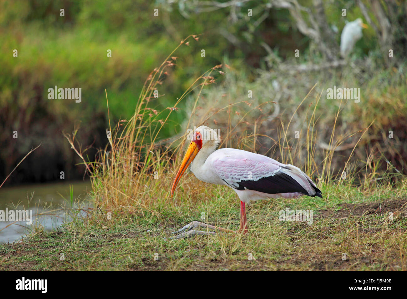 Giallo-fatturati stork (Mycteria ibis), in ginocchio con i piedi in avanti ad una Shore, Kenia Masai Mara National Park Foto Stock