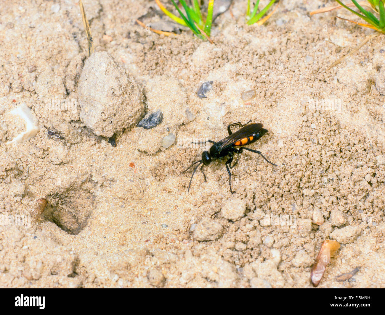 Nero-nastrare spider wasp (Anoplius viaticus, Anoplius fuscus, Pompilus viaticus), Femmina scavando il nido, Germania Foto Stock