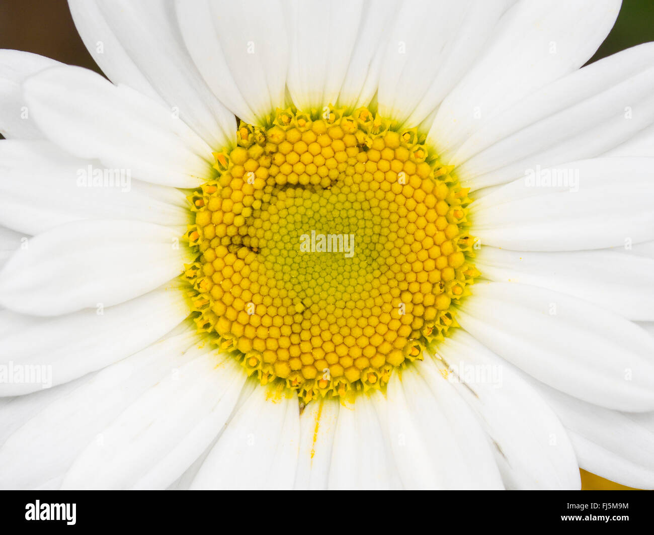 Tephritid fly (Tephritis neesii), Larva nella anthodium di Margherita occhio di bue (Leucanthemum vulgare), Germania Foto Stock