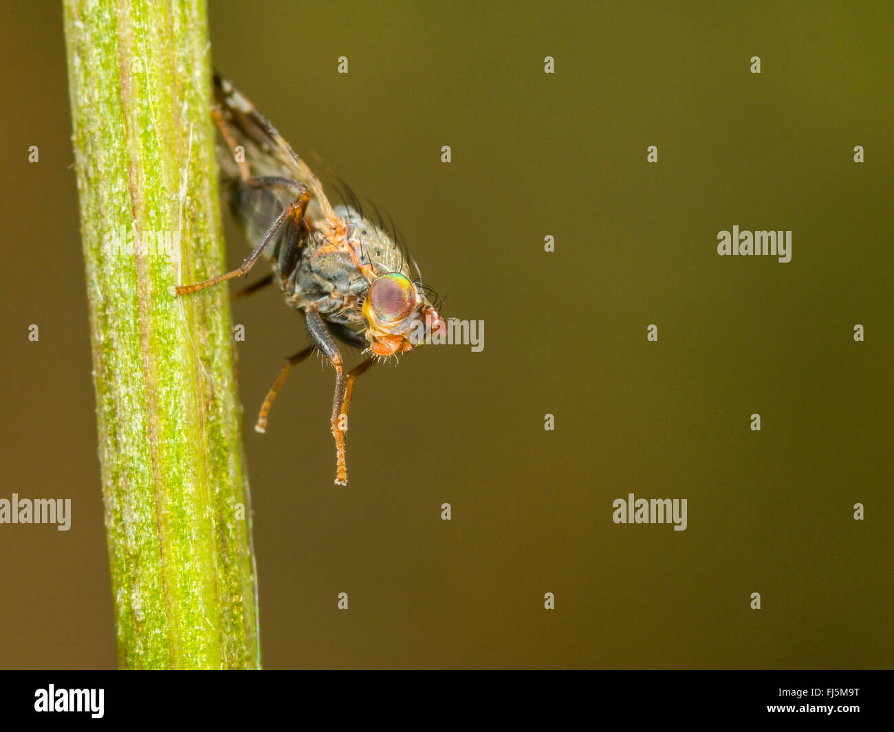 Tephritid fly (Tephritis neesii), maschio su Margherita occhio di bue (Leucanthemum vulgare), Germania Foto Stock