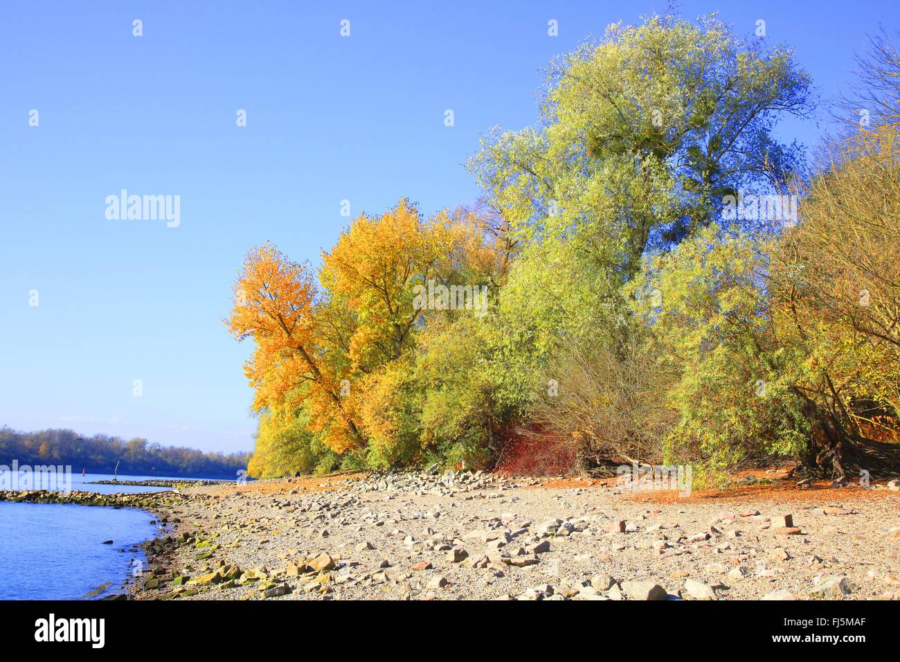 Floodplain forest al fiume Reno con un basso livello di acqua, GERMANIA Baden-Wuerttemberg, Mannheim Foto Stock