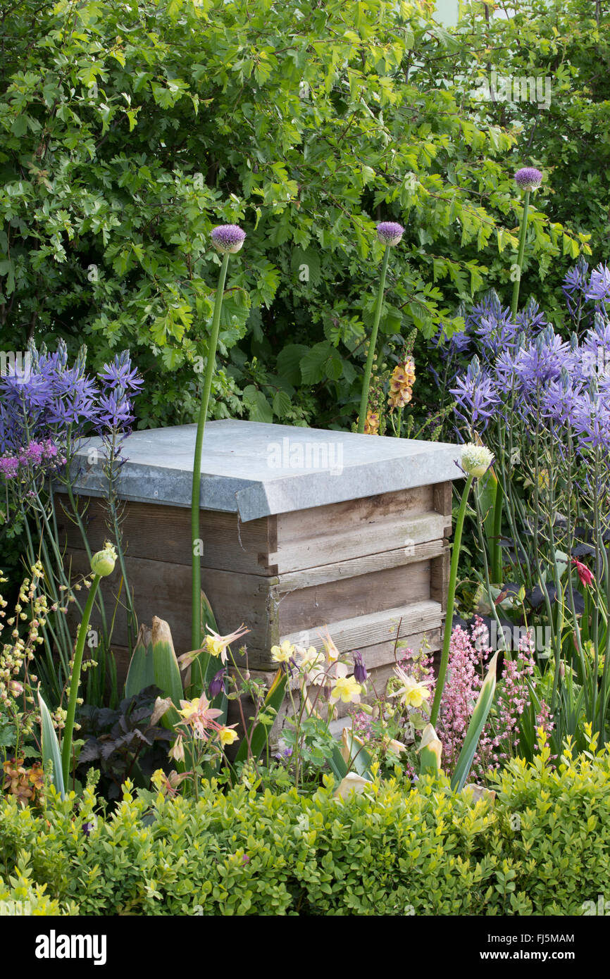 Un piccolo giardino urbano, ideale per la fauna selvatica, con alveare in un fiore Letto per api che piantano di Alliums - Camassia leichtlinii Inghilterra REGNO UNITO Foto Stock