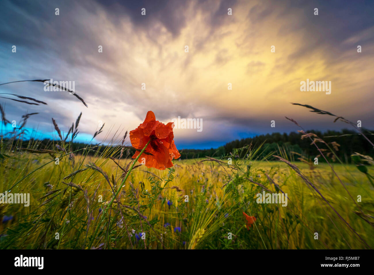 Comune di papavero, mais, papavero rosso papavero (Papaver rhoeas), fiori , Germania, Sassonia, Jocketa Foto Stock