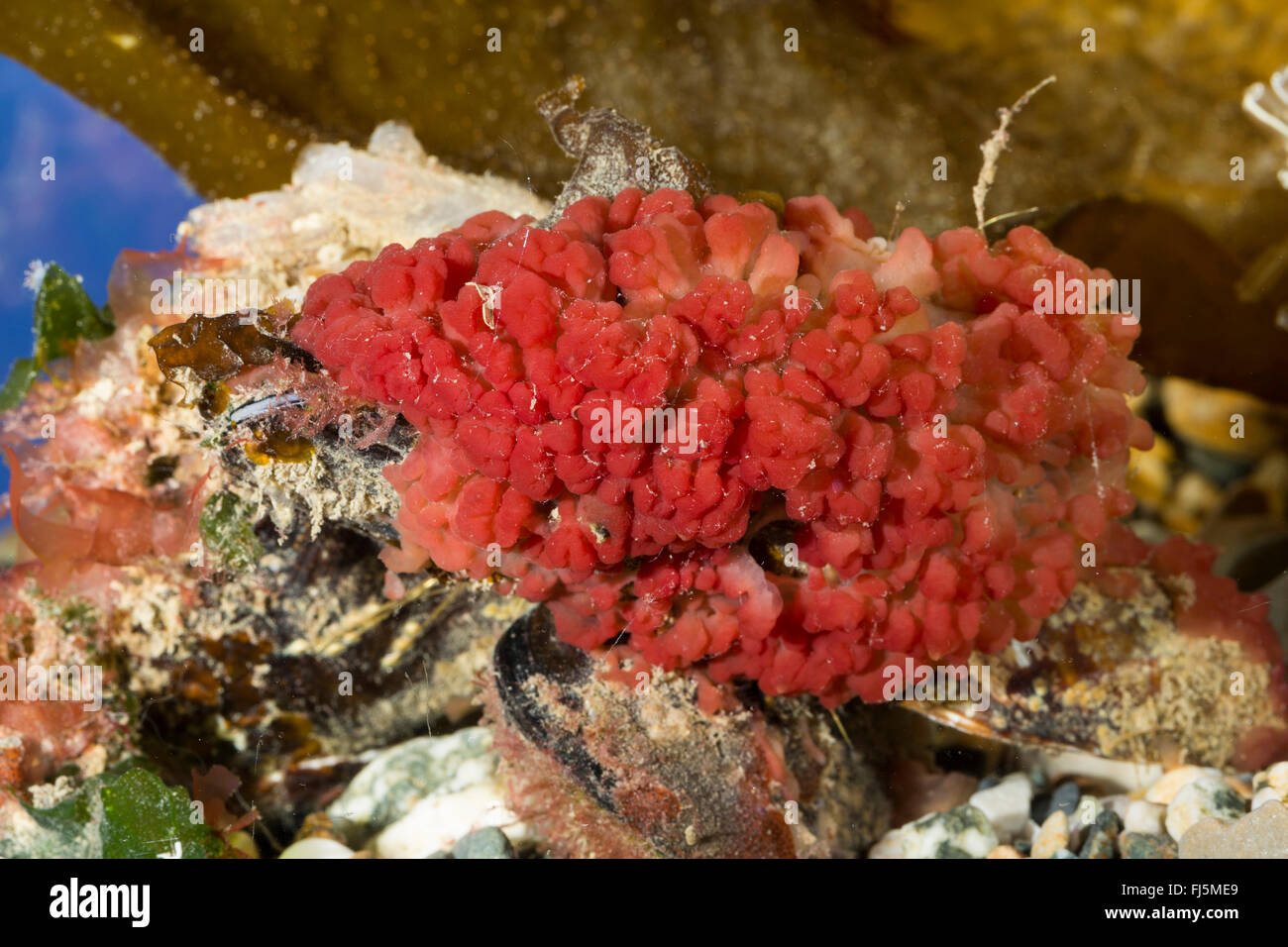 Spugna di carne (cfr. Oscarella lobularis, Halisarca cfr lobularis, Oscaria cfr lobularis), su una pietra Foto Stock
