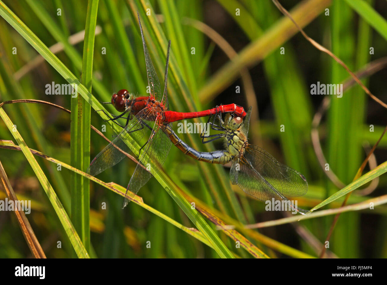 Ruddy sympetrum, Rubicondo darter (Sympetrum sanguineum), coniugata ruota su una foglia a forma di cuore, Germania Foto Stock