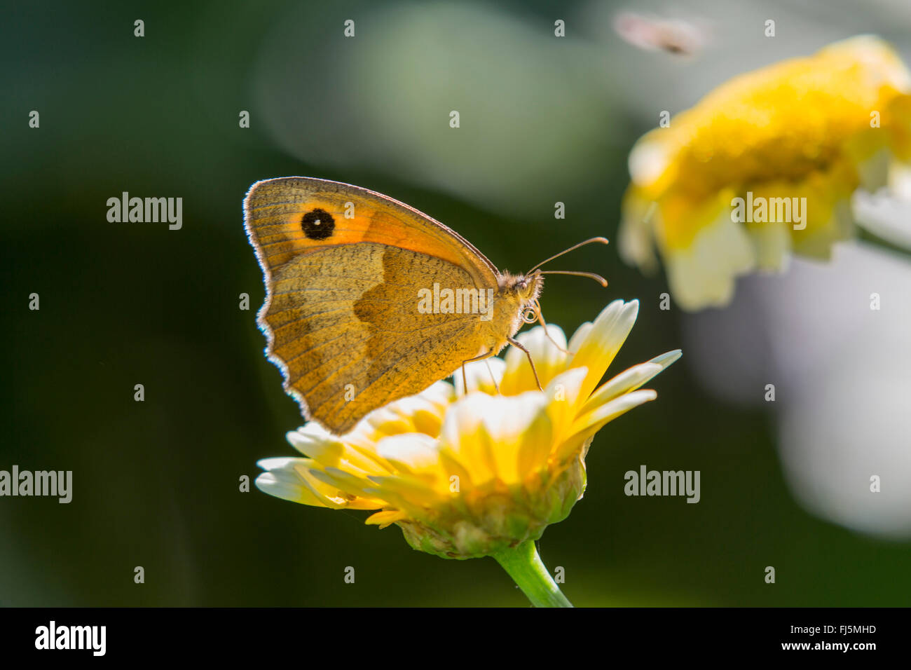 Prato marrone (Maniola jurtina, Epinephele jurtina), femmina su un fiore, in Germania, in Baviera Foto Stock