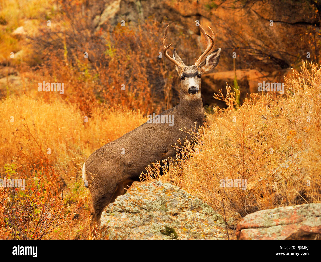 Mulo cervo nero-tailed deer (Odocoileus hemionus), feste di addio al celibato in uno scenario autunnale, STATI UNITI D'AMERICA, Colorado, Parco Nazionale delle Montagne Rocciose Foto Stock