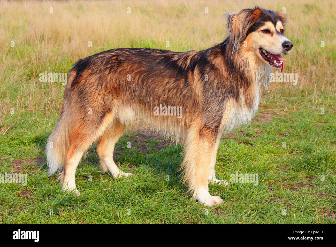 Razza cane (Canis lupus f. familiaris), tre anni Siberian Husky Malamute razza sorge in un prato, Germania Foto Stock