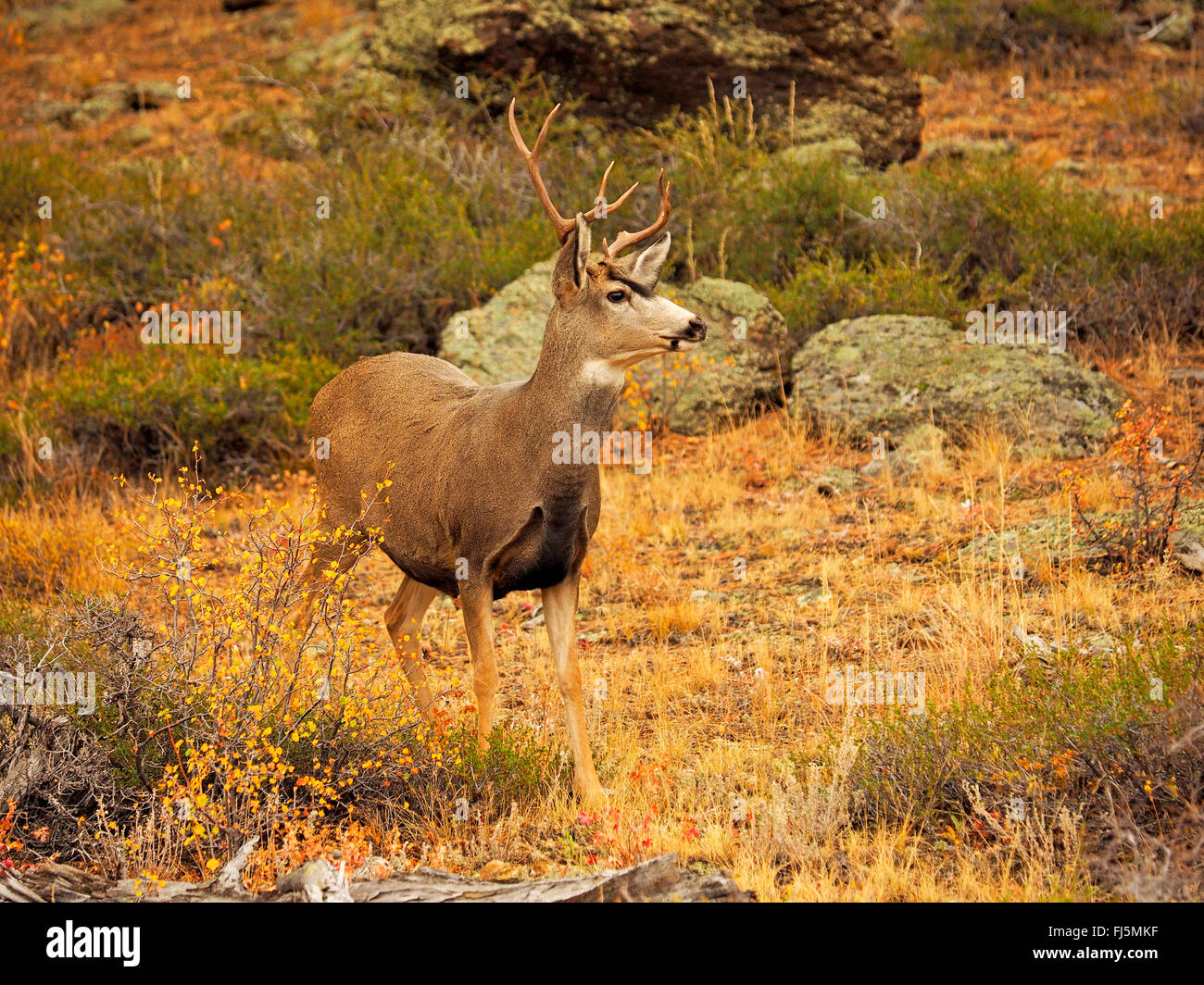 Mulo cervo nero-tailed deer (Odocoileus hemionus), feste di addio al celibato in uno scenario autunnale, STATI UNITI D'AMERICA, Colorado, Parco Nazionale delle Montagne Rocciose Foto Stock