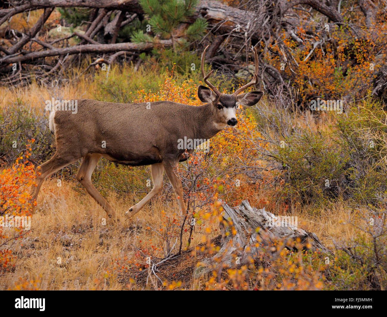 Mulo cervo nero-tailed deer (Odocoileus hemionus), feste di addio al celibato in uno scenario autunnale, STATI UNITI D'AMERICA, Colorado, Parco Nazionale delle Montagne Rocciose Foto Stock