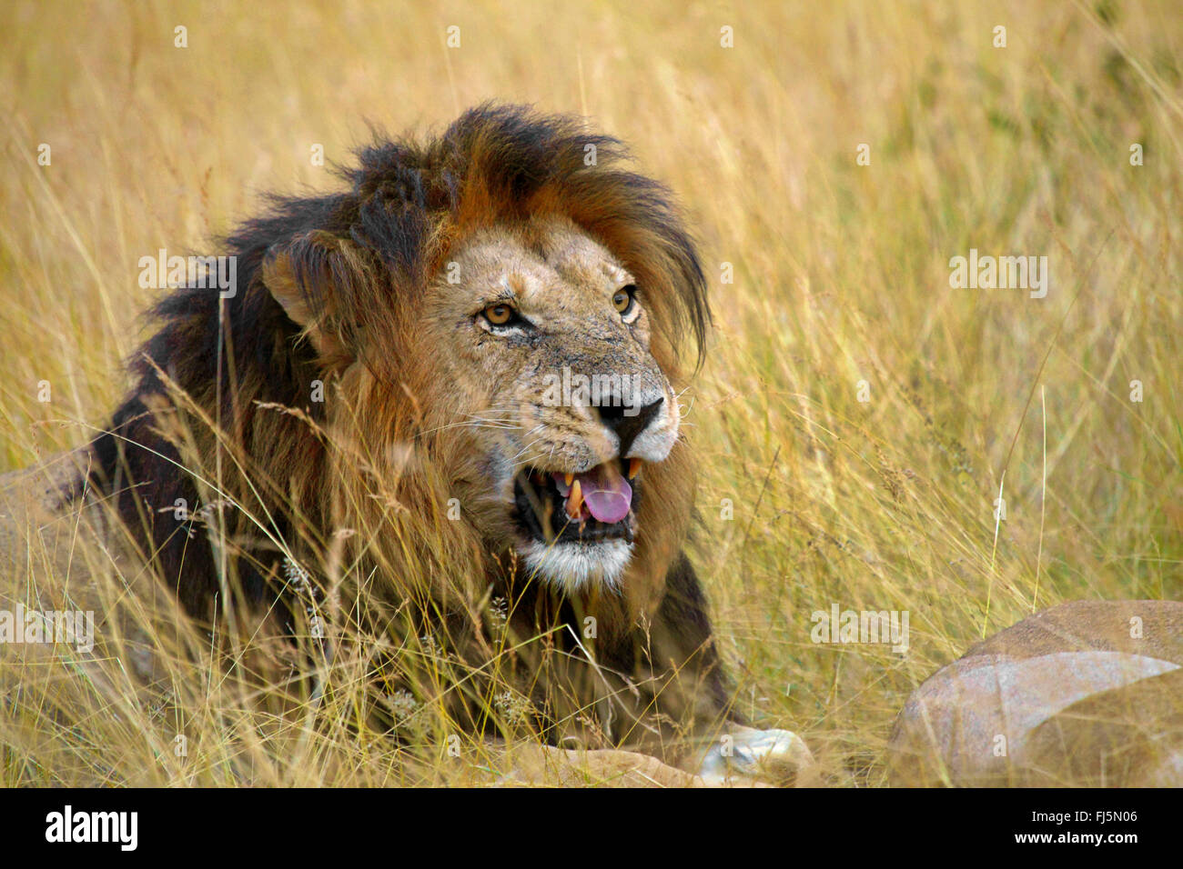 Lion (Panthera leo), maschio lion giacente esaurito su erba secca, Kenia Masai Mara National Park Foto Stock