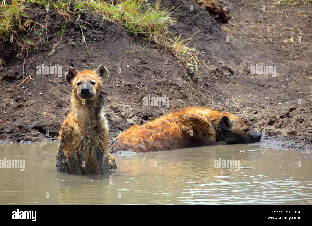 Spotted hyena (Crocuta crocuta), due iene in un sguazzi, Kenia Masai Mara National Park Foto Stock